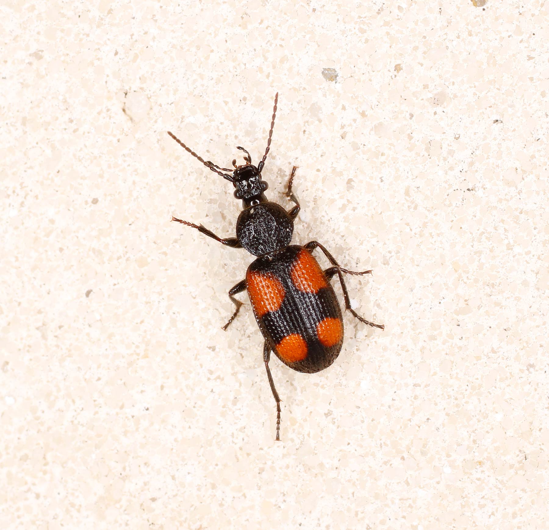 Carabidae: Panagaeus bipustulatus